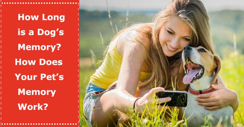 how long is a dog's memory