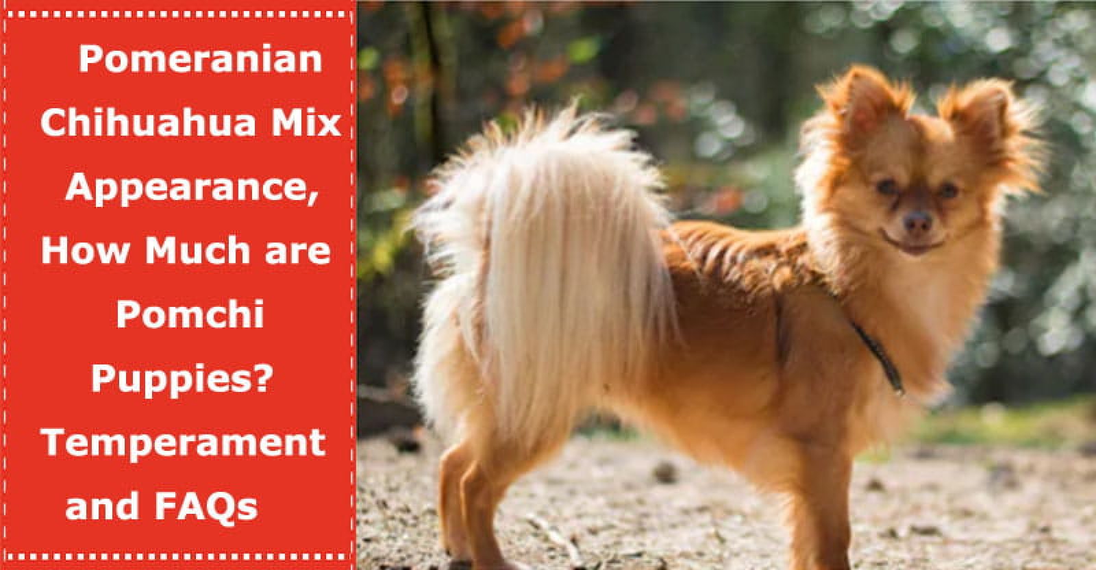 Pomeranian Chihuahua Mix Appearance, How Much are Pomchi Puppies