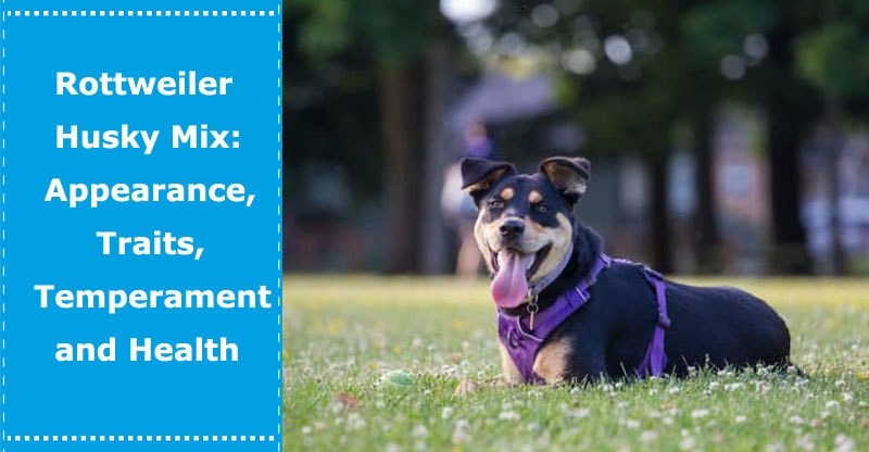 Rottweiler Husky Mix Appearance Traits Temperament And Health Petxu