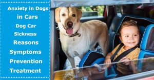 anxiety in dogs in cars