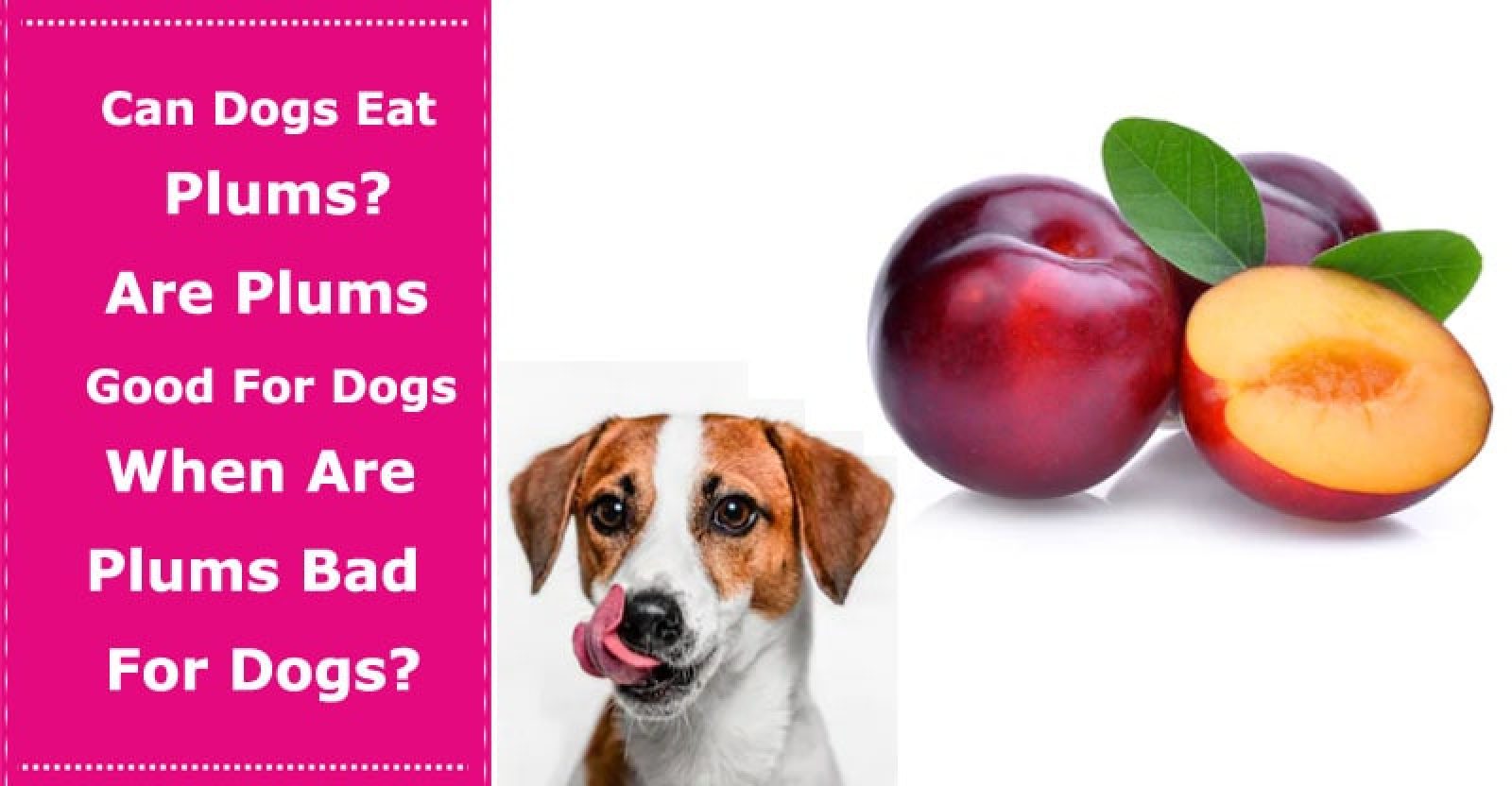 Can Dogs Eat Plums? Are Plums Good For Dogs and When Are Plums Bad For