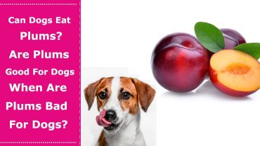 can dogs eat plums