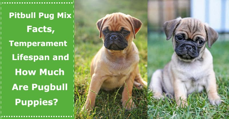 pitbull and pug mix puppies