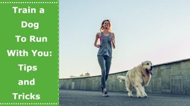 train a dog to run with you
