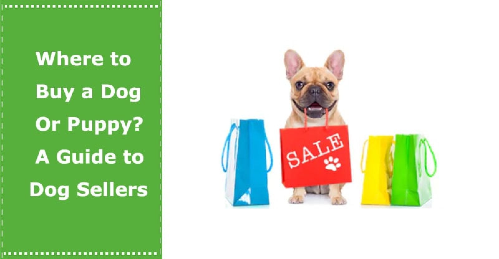 Where to Buy a Dog Or Puppy? A Guide to Dog Sellers PetXU