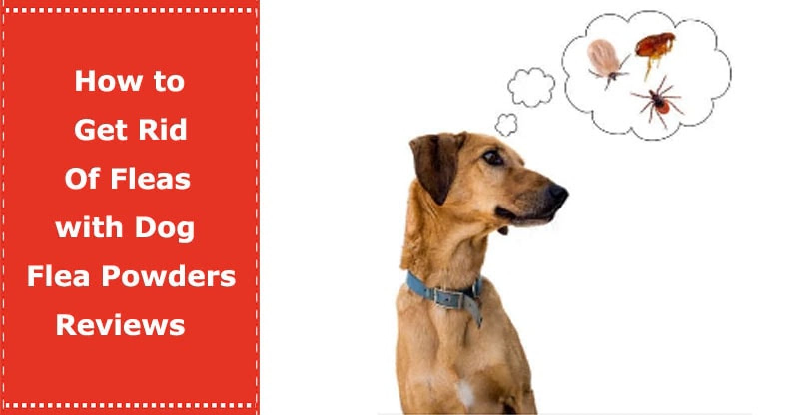 How to Get Rid of Fleas with Dog Flea Powders Reviews PetXU