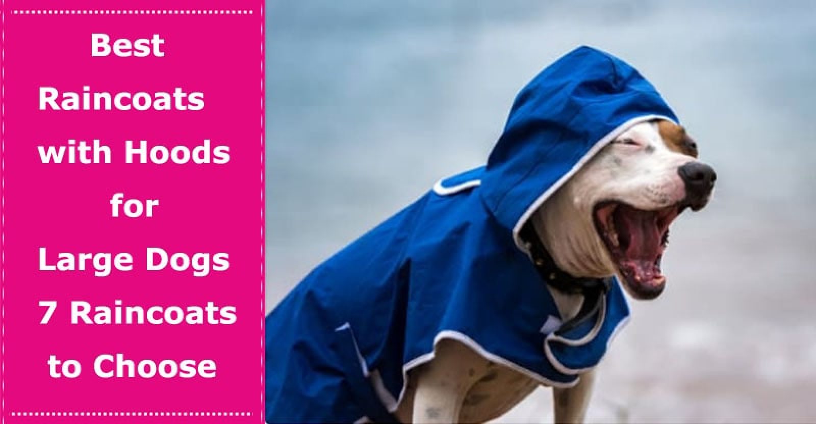 The Best Raincoats with Hoods for Large Dogs 7 Raincoats to Choose