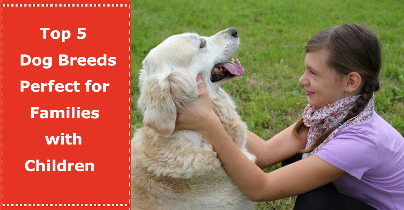 Top 5 Dog Breeds Perfect for Families with Children